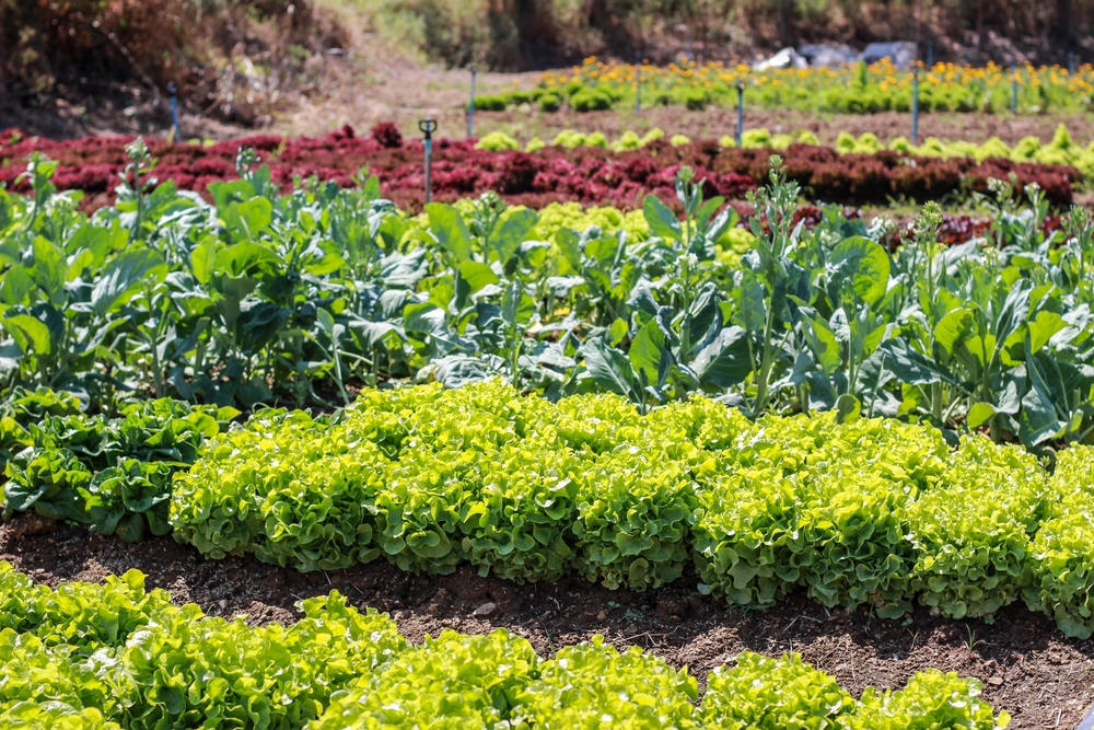 aménager jardin petit prix