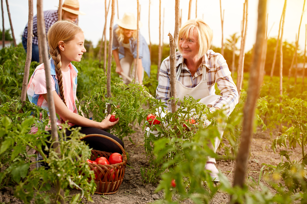 jardin en bonne santé