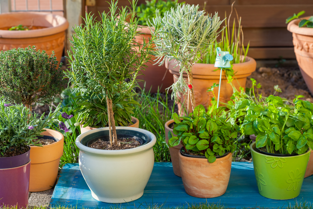 fleures en pot