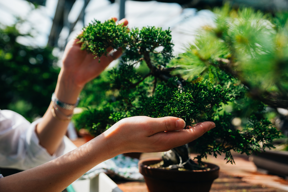 jardin en forme